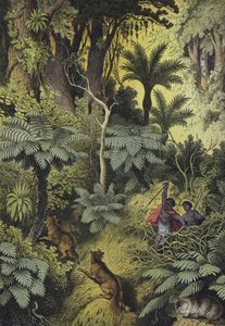 Animales y plantas de los bosques costeros de Australia (litografía en color) de European School