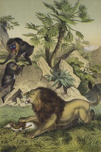 Animales y plantas de los bosques montañosos de la costa de África Occidental de European School
