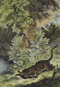 Animales de Guayana (litografía en color) de European School