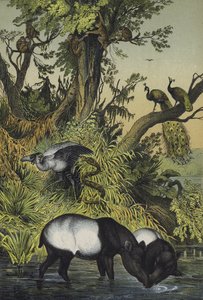 Animales de Malaca y Sumatra (litografía en color) de European School