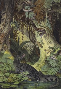 Animales de las selvas del Amazonas en Brasil de European School