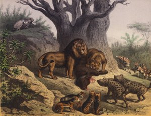 Animales del Cabo de Buena Esperanza (litografía en color)