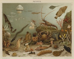 Acuario (litografía en color)
