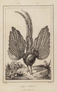 Argus Malel, Argus Maennchen de European School