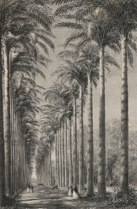 Avenida de palmeras en el Jardín Botánico de Río de Janeiro (grabado) de European School