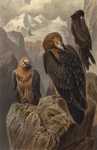 Quebrantahuesos