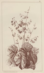 Bigonia (litografía) de European School