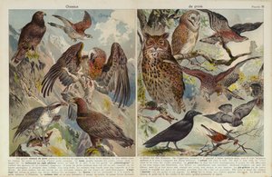 Aves de presa de European School