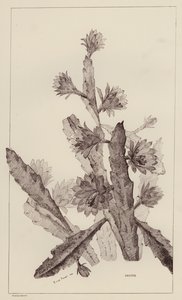 Cactus (litografía) de European School