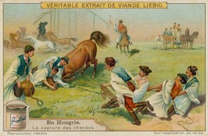 Capturando un caballo