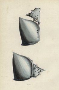 Cascos de European School