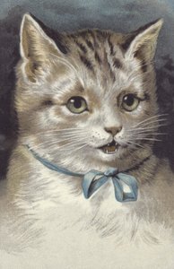 Gato con collar azul (cromolito)