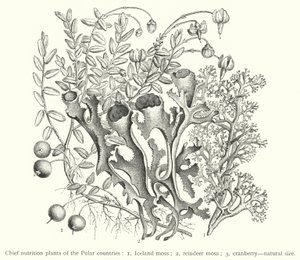 Plantas nutricionales principales de los países polares