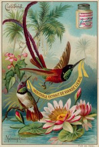 Colibríes y nenúfar de European School