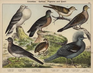 Columbae, Gallinae, Palomas y Codornices (litografía en color) de European School