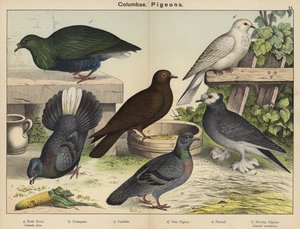 Columbae, Palomas (litografía en color) de European School