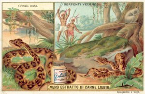 Cabeza de cobre de European School