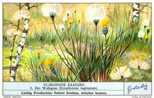 Pasto algodonero (Eriophorum vaginatum) (cromolito) de European School
