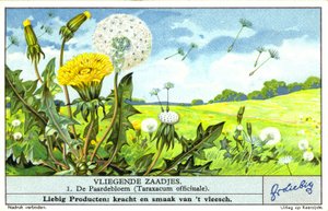 Diente de león (Taraxacum officinale) (cromolito)