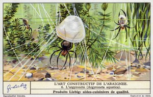 Araña buceadora (Argyroneta aquatica) (cromolito) de European School