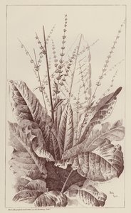 Dock, Rumex (litho) de European School