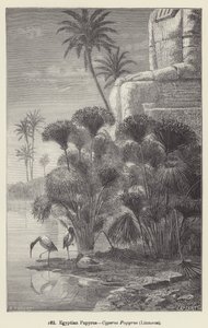 Papiro egipcio, Cyperus Papyrus, Linnaeus de European School