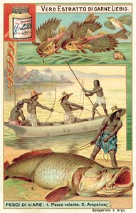 Peces voladores y arapaima