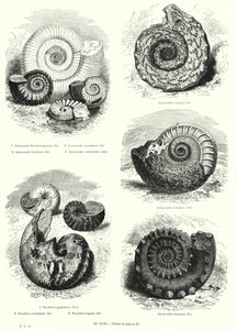 Fósiles de ammonites y nautilus (litografía) de European School