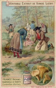 Francia (Bretaña): rebozuelos (Cantarellus cibarius) de European School