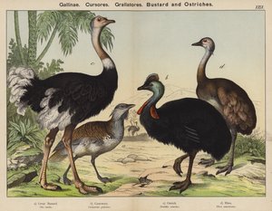 Gallinae, Cursores, Grallatores, Avutarda y Avestruces (litografía a color) de European School