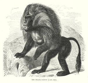 Babuino Gelada (grabado)
