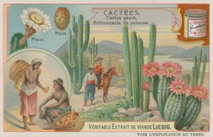 Cactus Gigante con Flores y Frutas