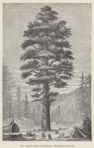 Cedro gigante de California, Wellingtonia gigantea de European School
