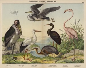 Grallatores, cigüeñas, garzas (litografía en color)