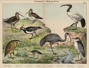 Grallatores, aves zancudas (litografía en color)