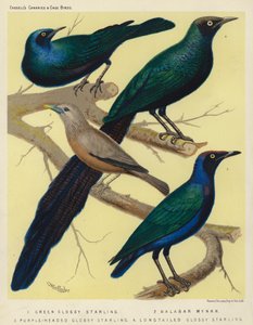 Estornino pinto verde, Mynah malabar, Estornino pinto de cabeza morada, Estornino pinto de cola larga (litografía en color) de European School