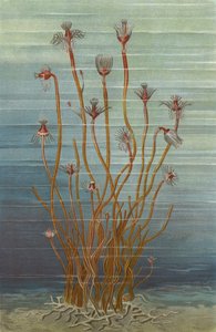 Grupo de Tubularia indivisa