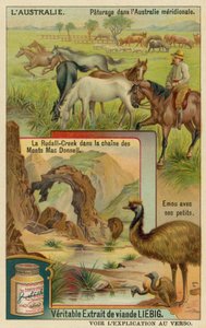 Caballos en pastoreo, Ridells Creek en las montañas MacDonnell y un emú con sus crías de European School
