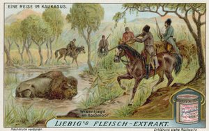 Caza de bisontes en un pantano de European School
