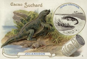Iguanodon e iguana Tuberinlata de European School