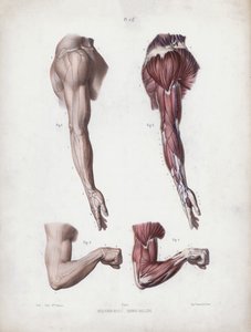 Ilustración para La Anatomía de las Formas Externas del Hombre: Brazo y manos masculinas de European School