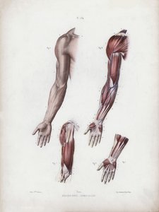 Ilustración para La anatomía de las formas externas del hombre: Brazo y manos masculinas de European School