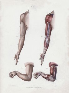 Ilustración para La anatomía de las formas externas del hombre: Brazo y manos masculinas de European School