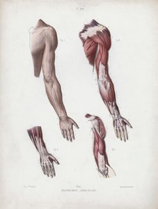 Ilustración para La Anatomía de las Formas Externas del Hombre: Brazo y manos masculinas de European School