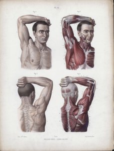 Ilustración para La Anatomía de las Formas Externas del Hombre: Brazo, cabeza y torso masculinos de European School