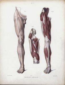Ilustración para La anatomía de las formas externas del hombre: Pierna masculina, vista frontal de European School