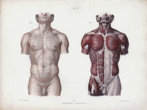 Ilustración de la anatomía de las formas externas del hombre: torso masculino, vista frontal