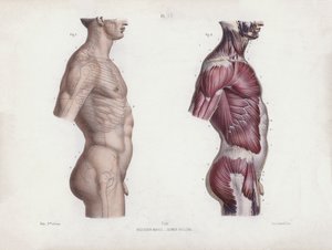 Ilustración para La anatomía de las formas externas del hombre: Torso masculino, vista lateral (litografía en color)