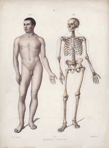 Ilustración de la anatomía de las formas externas del hombre: hombre de pie