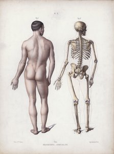 Ilustración para La anatomía de las formas externas del hombre: Hombre de pie, vista posterior